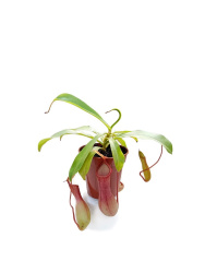 Непентес__Nepenthes_Ventrata_