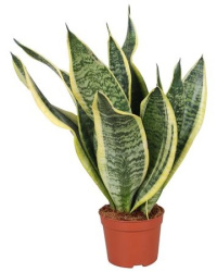 Sansevieria Futura Superba 9-35