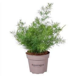 Аспарагус Asparagus Sprengeri 12-30