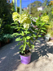Гортензия Hydrangea Paniculata Bonfire 2л (М)