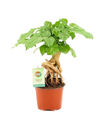 Радермахера Radermachera Bonsai d12-30см
