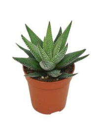 Haworthia Concolor 9-8