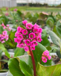 Бадан Bergenia
