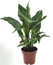Спатифиллум Spath Diamond Variegated No Flowers 12-40