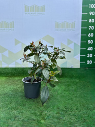 Калина Viburnum davidii 3л 30см (Г)