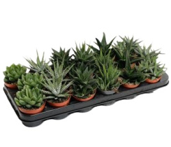 Haworthia Mix 8-14