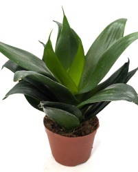 Сансевьера Sansevieria Black Dragon 9-25