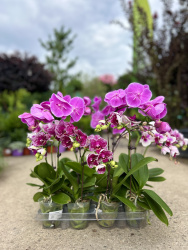 Фаленопсис Phalenopsis 1-2рр микс d0930-60см