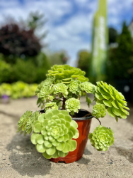 Эониум Aeonium 2,5л (М)