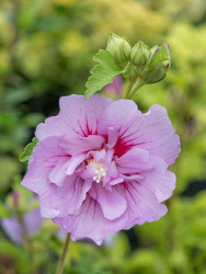 Гибискус Hibiscus Syr Lavender Chiffon d23-95см