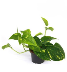Epipremnum Aureum 12-20