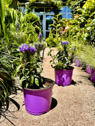 ВероникаVeronica spicata Blue Bomb 2л (М)