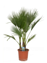 Вашингтония Нитеностная Washingtonia d27-140см