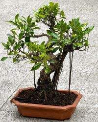 Фикус (бонсай) Ficus benghalensis Bonsai d25см -