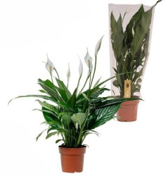 Spath Sweet Benito 5+ Blanco Sleeve