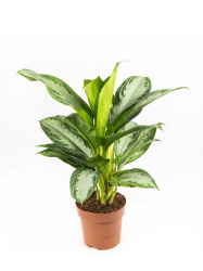Аглаонема Aglaonema Silver Bay d14-50см