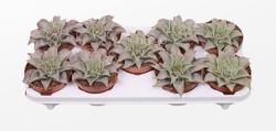 Эхеверия Echeveria Maradiba 13-16