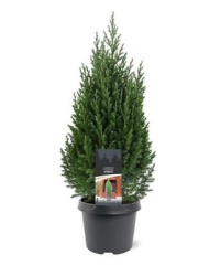 Juniperus Chin Stricta