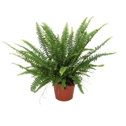 Нефролепис Nephrolepis Ex Green Lady 12-40