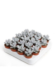 Пахифитум Pachyphytum Oviferum d5,5-8см