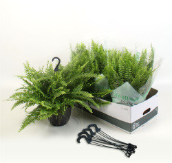 Nephr Ex Green Momen подвес  19-50