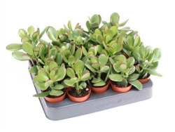 Крассула Crassula Ovata 8-10