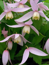 Клематис Clematis At Willy d17-0см