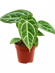 Anthurium Crystallinum 12-25