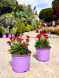 Гвоздика Dianthus Beauties Tyra 2л (М)