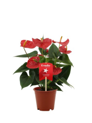 Антуриум Anthurium Esudo d12-45см