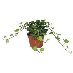 Hedera Wonder d13-20