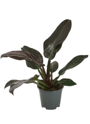 filodendron-imperial-red-768x767