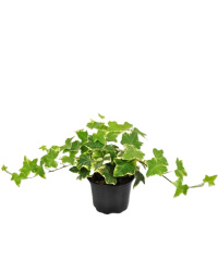Hedera variegated 13-30