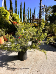 Гревиллея GREVILLEA 3л