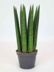 Сансевие́рия Sansevieria Cylindrica d10,5-35см