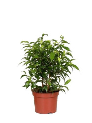 Фикус Ficus Be Natasja d12-30см