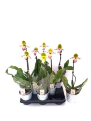 Пафиопедилум Paphiopedilum Multiflower микс d11-45см