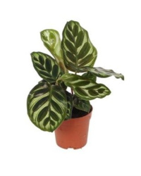 Calathea Makoyana 07-15