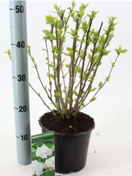 Гибискус Hibiscus Syr Admiral Dewey d19-50см
