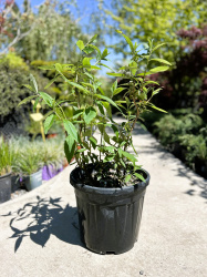 Будлея BUDDLEIA DAVIDII 9л 60см