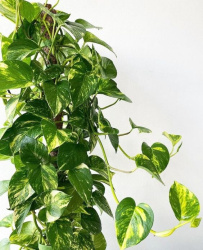 lazy_smart_crop_1280x720