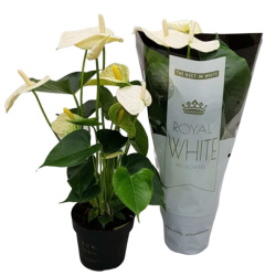 anthurium-andr_royal