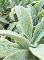 Стахис Stachys Silver Carpet