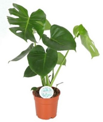Монстера Monstera Deliciosa 17-75