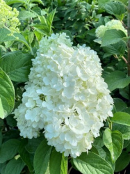 Гортензия Hydrangea paniculata Bobo 2л