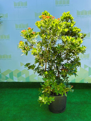 Пиерис PIERIS FOREST FLAME 25л (нг)