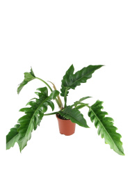 Филодендрон Philodendron Narrow d19-60см