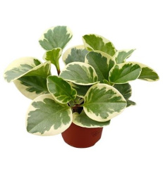 Peperomia Obtusfolia Variegata 12-20
