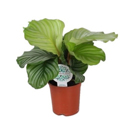 Калатея Calathea Orbifolia 14-30