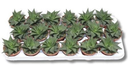 Хавортия Haworthia limifolia twist 8-15